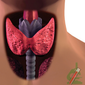 esami sangue tiroide finocchio borghesiana casilina roma