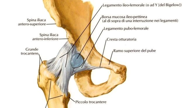 risonanza magnetica dell'anca